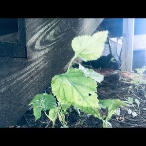 Meet your Posher, Silvia